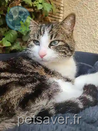 Chat Trouvé 77 Seine-et-Marne - Roméo Chat Trouvé 77 Seine-et-Marne - Roméo