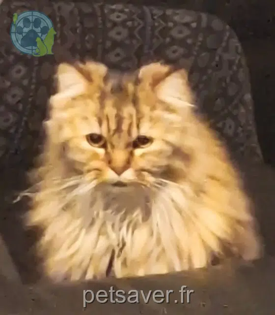 chat reunited 77400 Pomponne Ruben