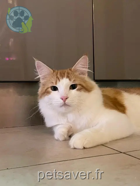 chat reunited   77210 Samoreau Sacha