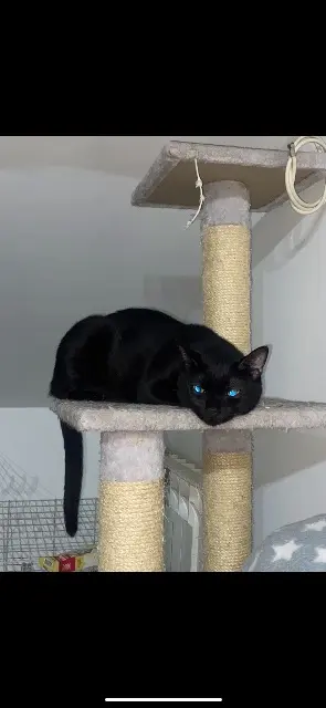 chat reunited   77130 Montereau-Fault-Yonne Salem