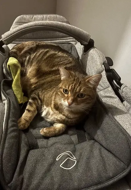 chat reunited   77220 Favières Sherlock