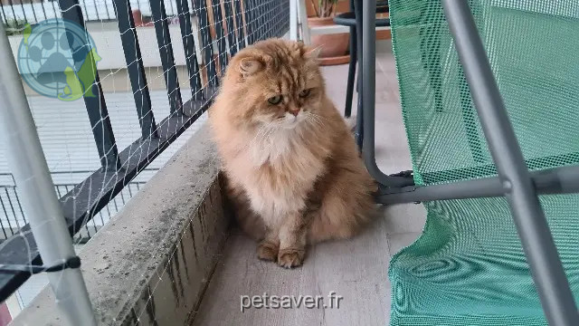 chat reunited   77630 Saint-Martin-en-Bière Sherlock