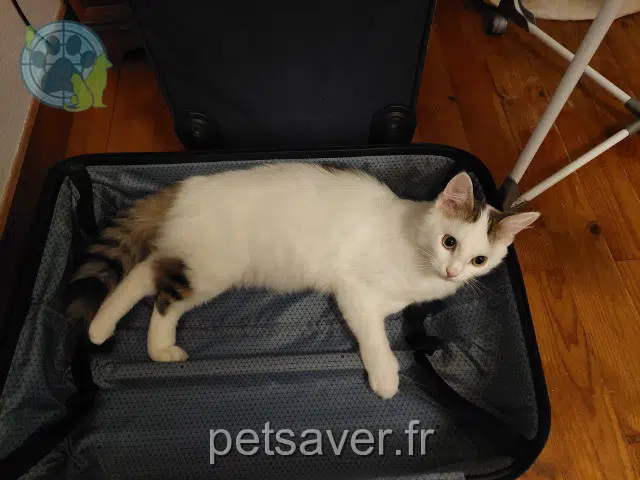 chat reunited 77250 Moret-Loing-et-Orvanne Simba