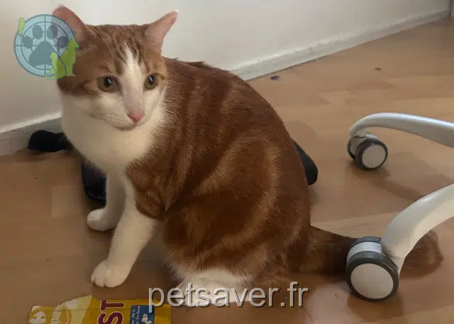 chat reunited 77420 Champs-sur-Marne Skody