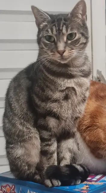chat reunited   77270 Villeparisis Smai