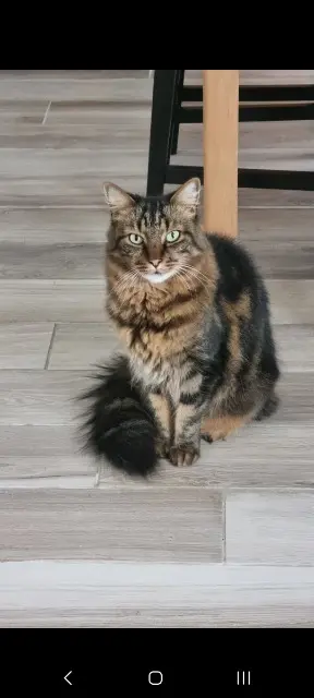 chat reunited   77550 Moissy-Cramayel Sparadrap