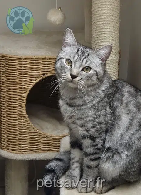 chat reunited 77130 Montereau-Fault-Yonne Sparrow