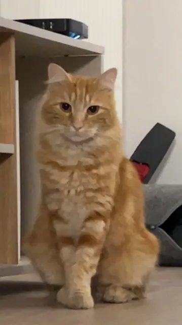 chat reunited   77000 Melun Stitch