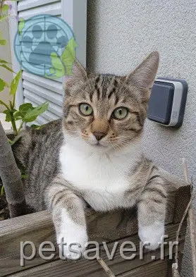 chat reunited 77130 La Grande-Paroisse Sunny