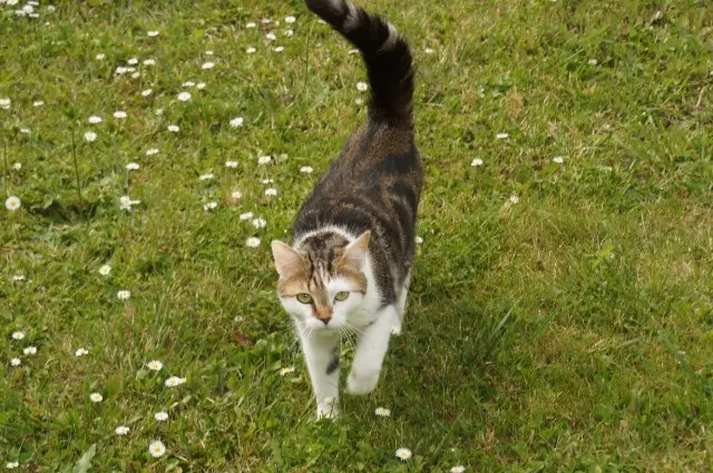 chat reunited   77700 Serris Sushi