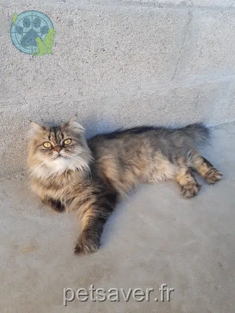 chat reunited   77270 Villeparisis Sushi