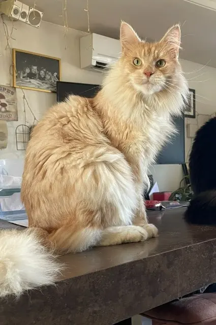 chat reunited   77930 Chailly-en-Bière Syan