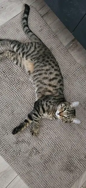 chat reunited   77360 Vaires-sur-Marne Tigrou