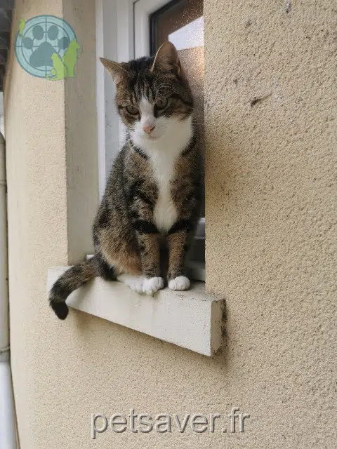 chat reunited   77230 Saint-Mard Tipo