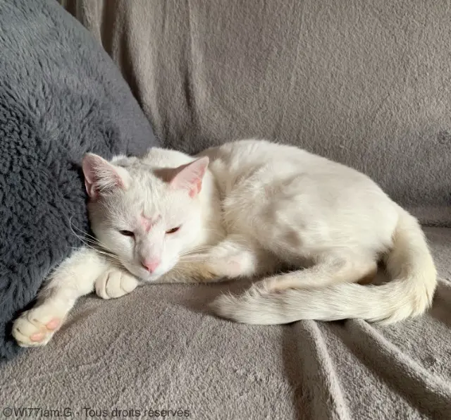 chat reunited   77850 Héricy Tweny