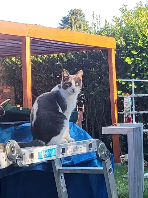 chat reunited   77680 Roissy-en-Brie Ultime