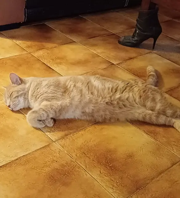 chat reunited   77160 Saint-Hilliers Ulysse