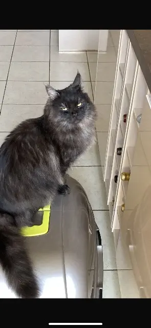 chat reunited   77400 Lagny-sur-Marne Urus