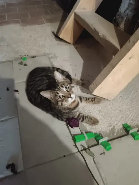 chat reunited   77515 Faremoutiers Vince