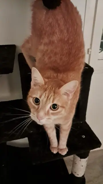 chat reunited   77640 Jouarre Weasley