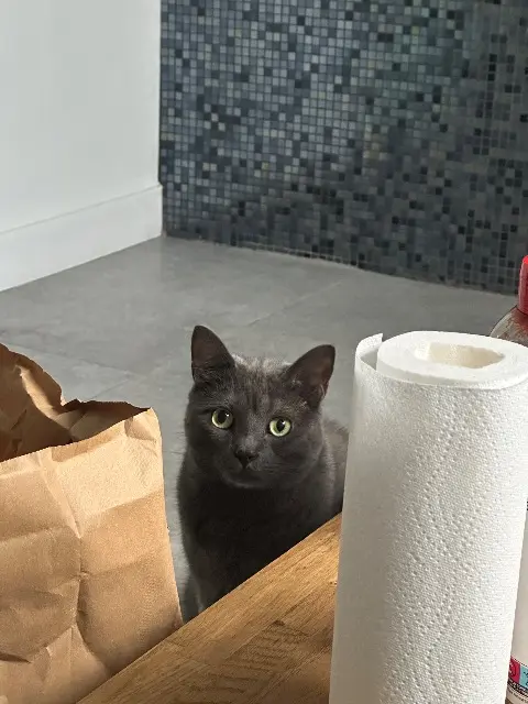 chat reunited   77400 Dampmart Woody