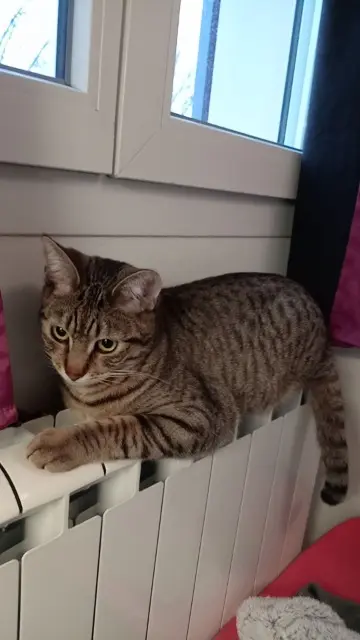 chat reunited   77176 Savigny-le-Temple Woody