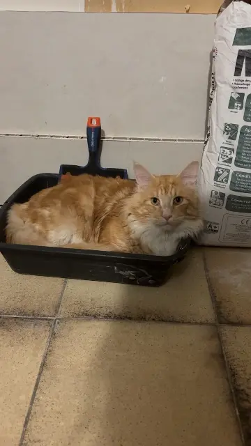 chat reunited   77860 Quincy-Voisins Zeus