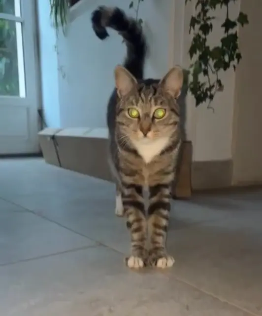 chat reunited   77127 Lieusaint Zéphyr