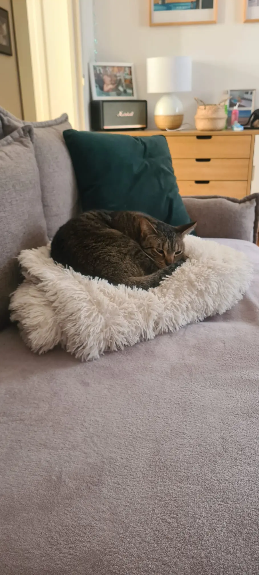 Chat Trouvé 78 Yvelines Chat Trouvé 78 Yvelines
