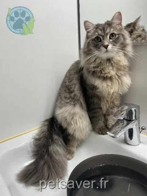 chat reunited   78150 Le Chesnay-Rocquencourt Albus