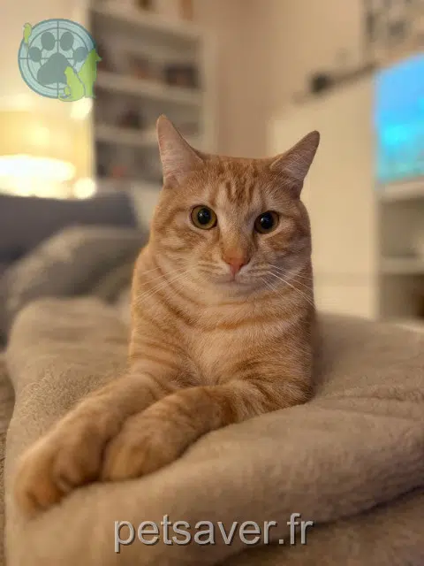 chat reunited 78800 Houilles Aramis