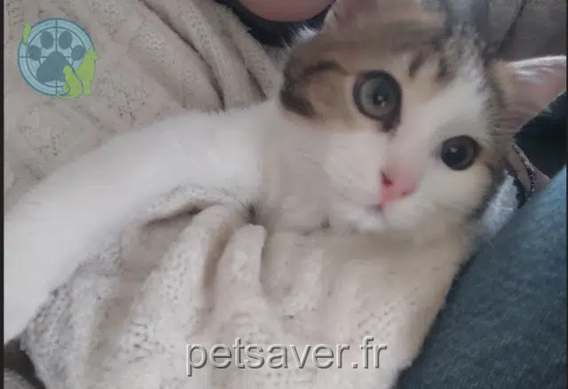 gatto reunited   78530 Buc Auly