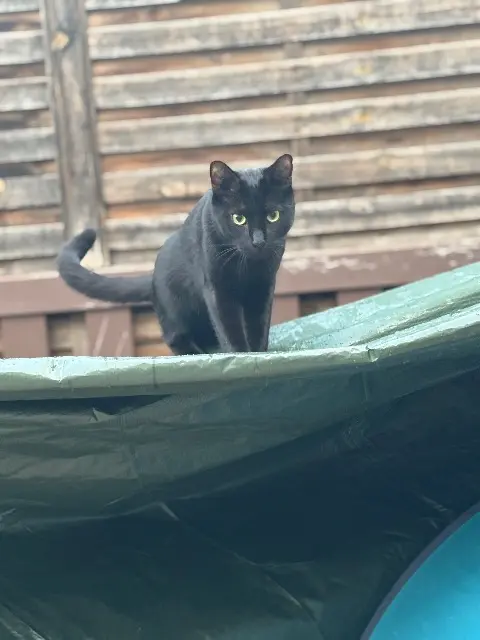 chat reunited   78200 Mantes-la-Jolie Blacknoir