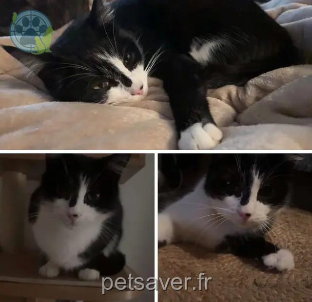 chat reunited   78200 Mantes-la-Jolie Blacky