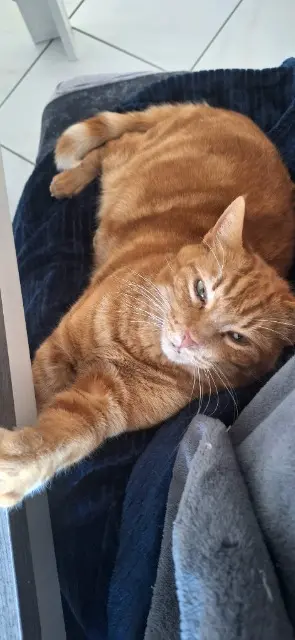 chat reunited   78930 Goussonville Booba