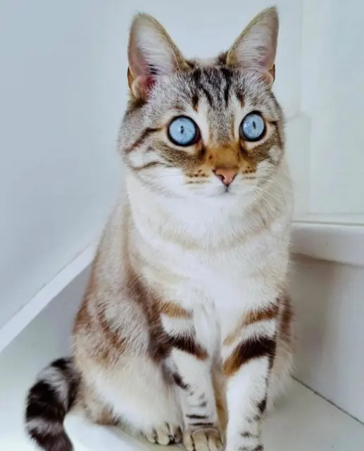 chat retrouvé 78500 Sartrouville Booby chat reunited 78500 Sartrouville Booby