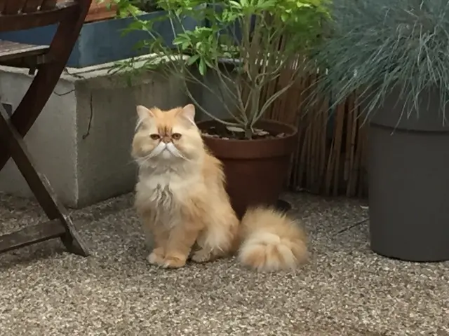 chat reunited   78480 Verneuil-sur-Seine Bébé Djoudjou