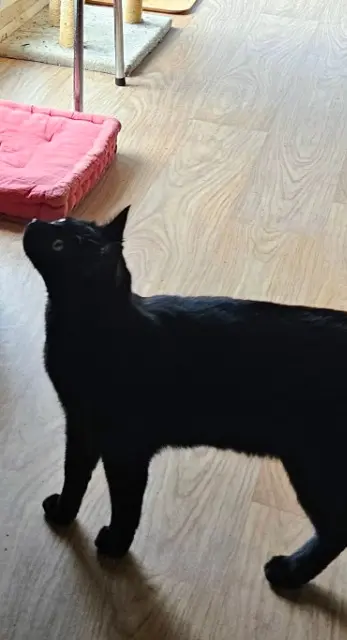 chat reunited   78130 Les Mureaux Cachou