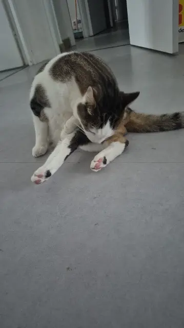 chat reunited   78700 Conflans-Sainte-Honorine Caramel