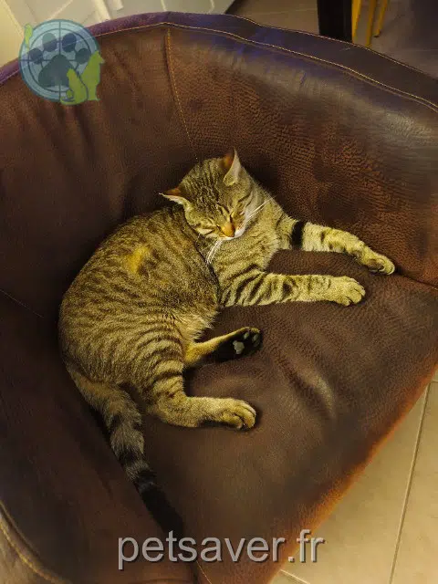 chat reunited 78760 Jouars-Pontchartrain Chîko
