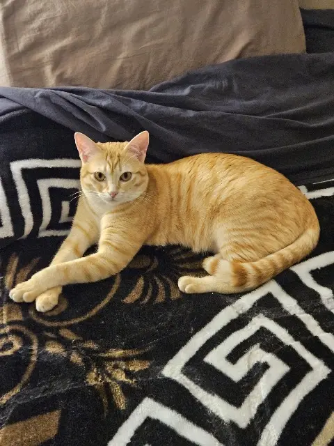 chat reunited   78590 Noisy-le-Roi Coco
