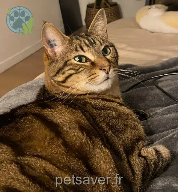 chat reunited 78300 Poissy Crocket