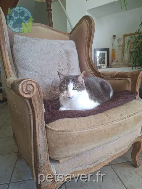 chat reunited   78250 Mézy-sur-Seine Cyrius