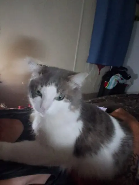 chat reunited   78440 Porcheville Dorinou