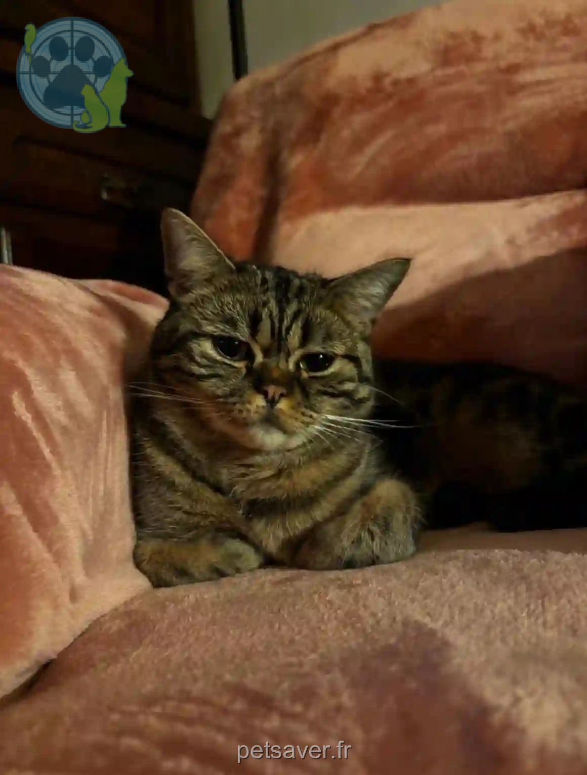 Chat Trouvé 78 Yvelines - Dûmé Chat Trouvé 78 Yvelines - Dûmé