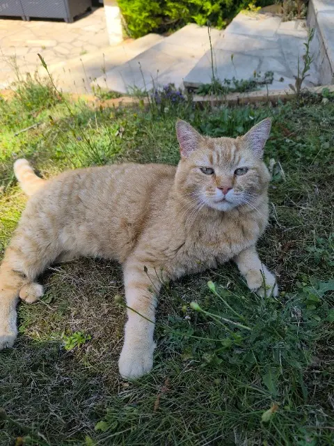 chat reunited   78640 Villiers-Saint-Frédéric Franck