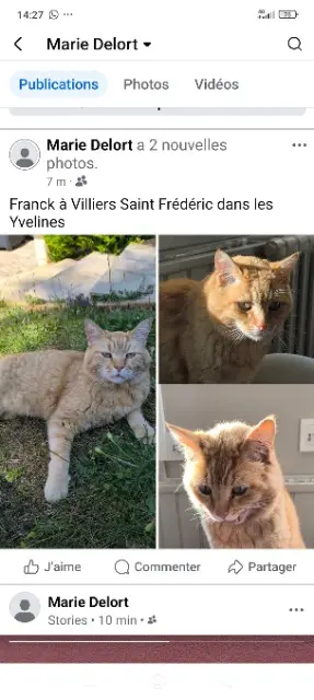 chat reunited   78640 Villiers-Saint-Frédéric Franck