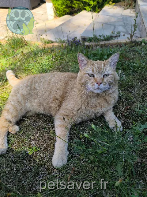 chat reunited 78640 Villiers-Saint-Frédéric Franck
