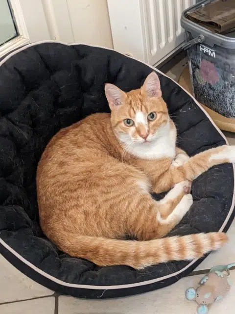 chat reunited   78810 Feucherolles Fripon