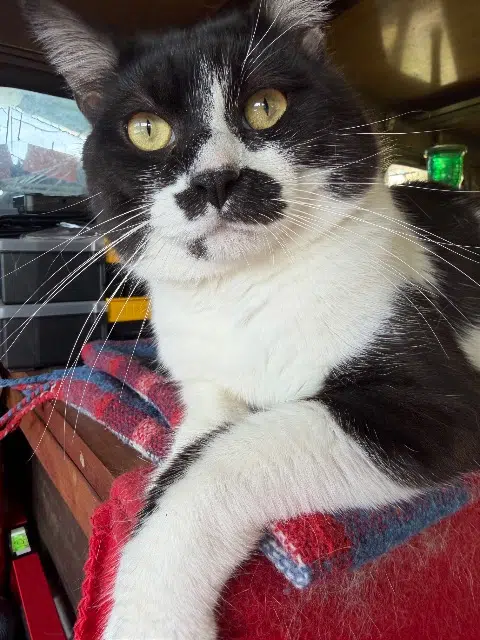 chat reunited   78700 Conflans-Sainte-Honorine Félix